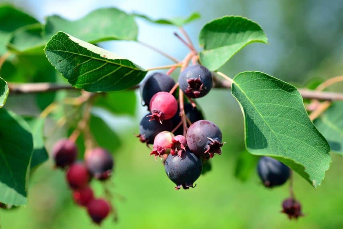 saskatoon berry bush
