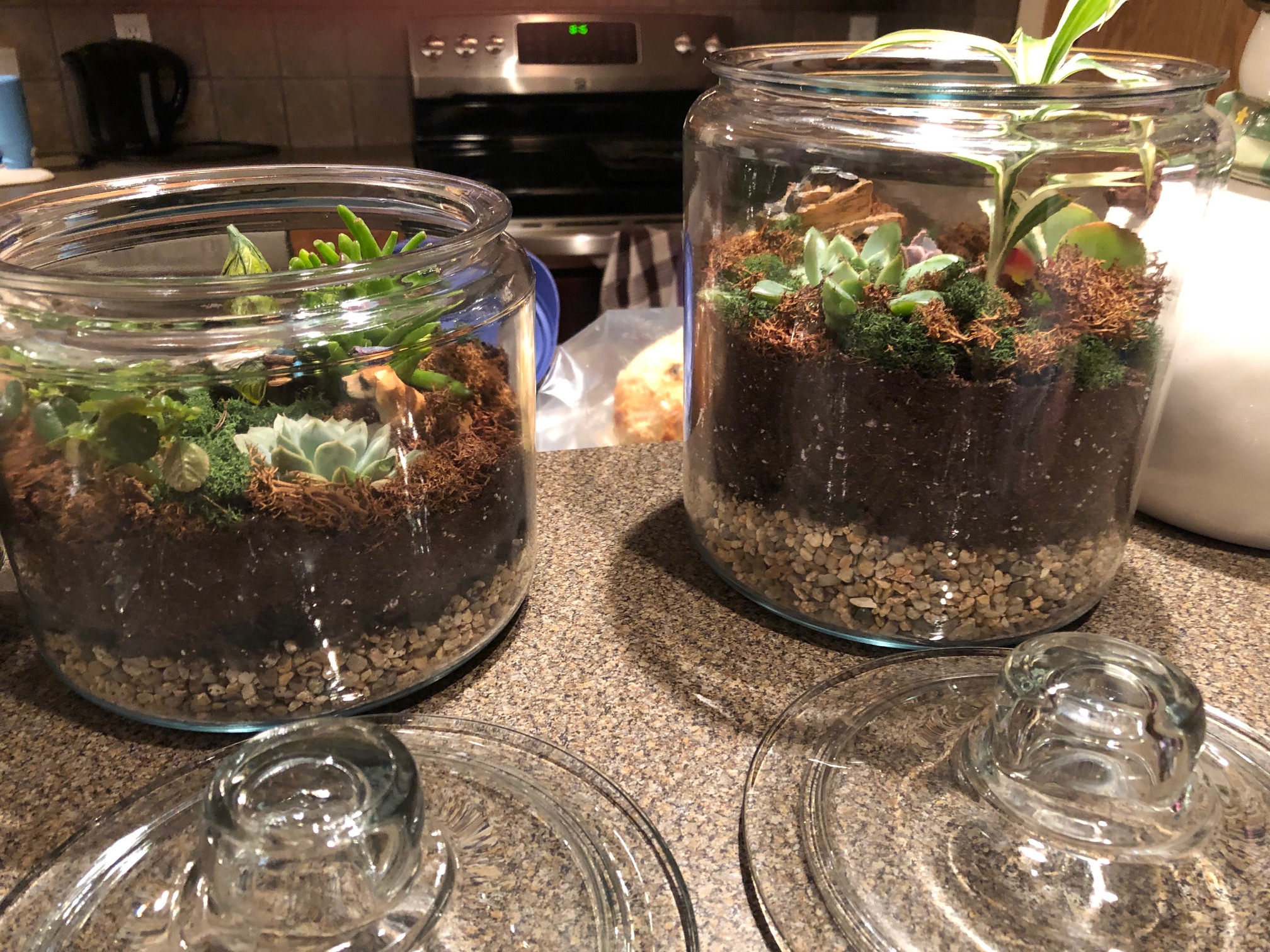 2 terrariums in glass jars with glass lids in front 