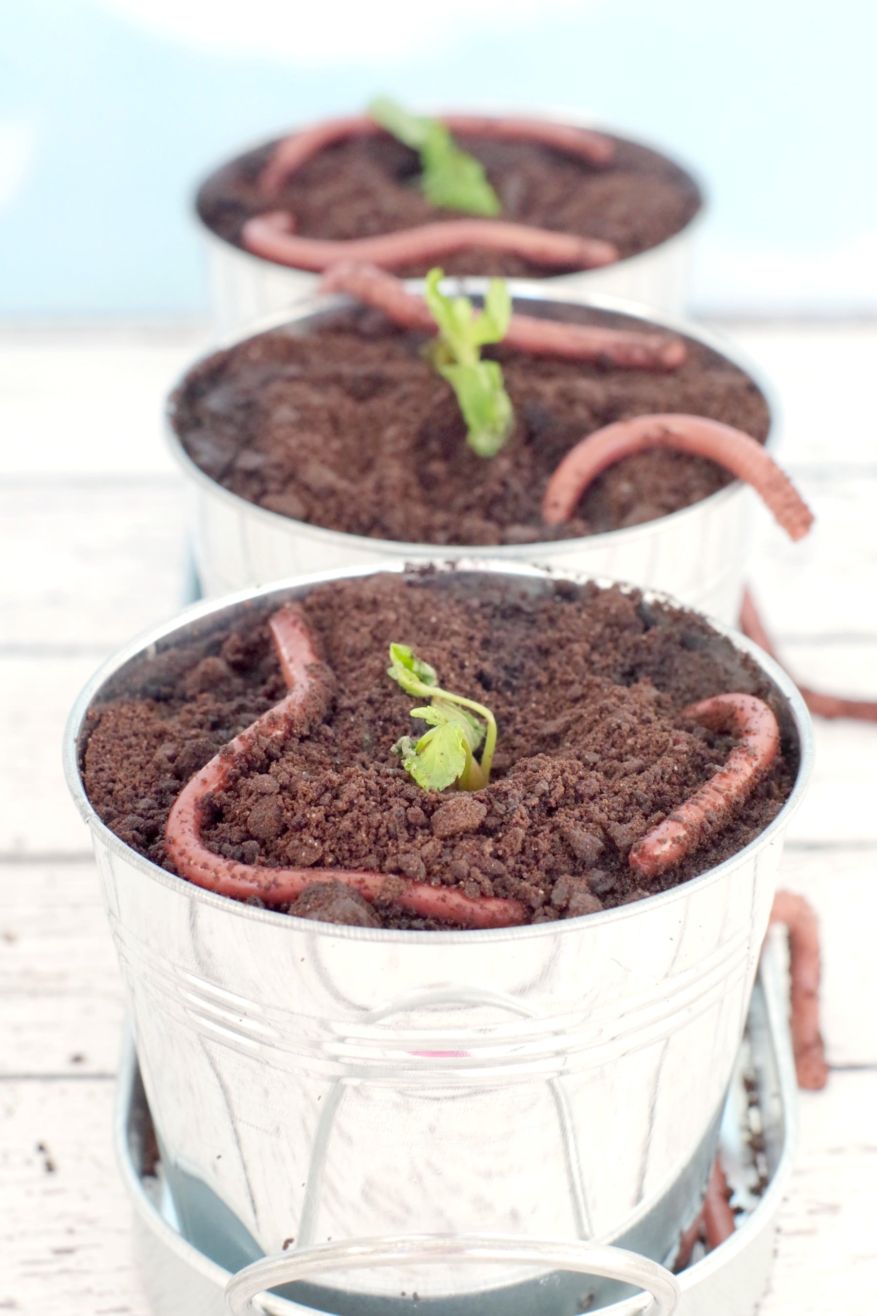 Jello worms in dirt in planter with mint sprig