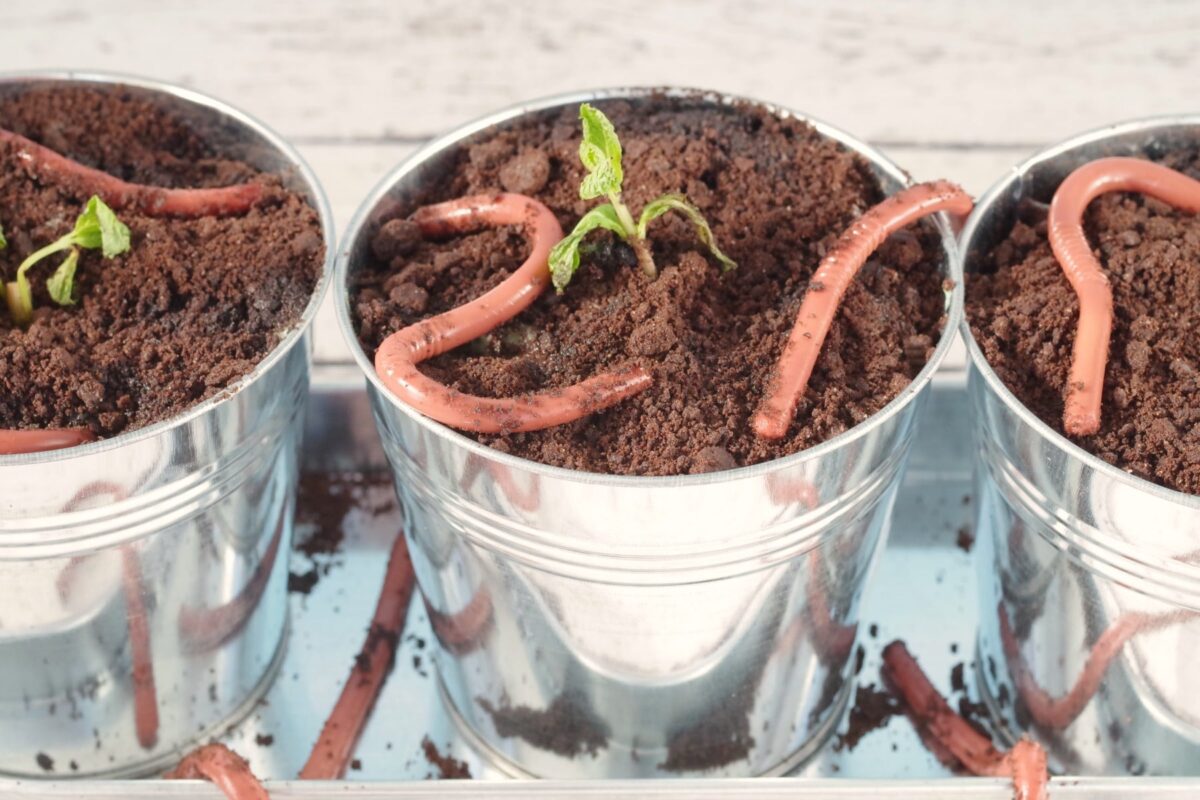 Jello worms in planter with dirt and plant (mint sprig)