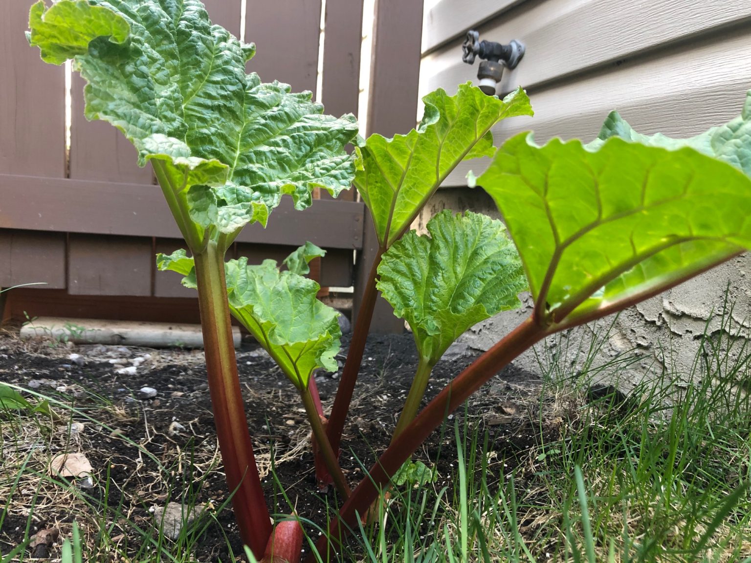 Microwave Rhubarb Crisp (in a mug) Food Meanderings