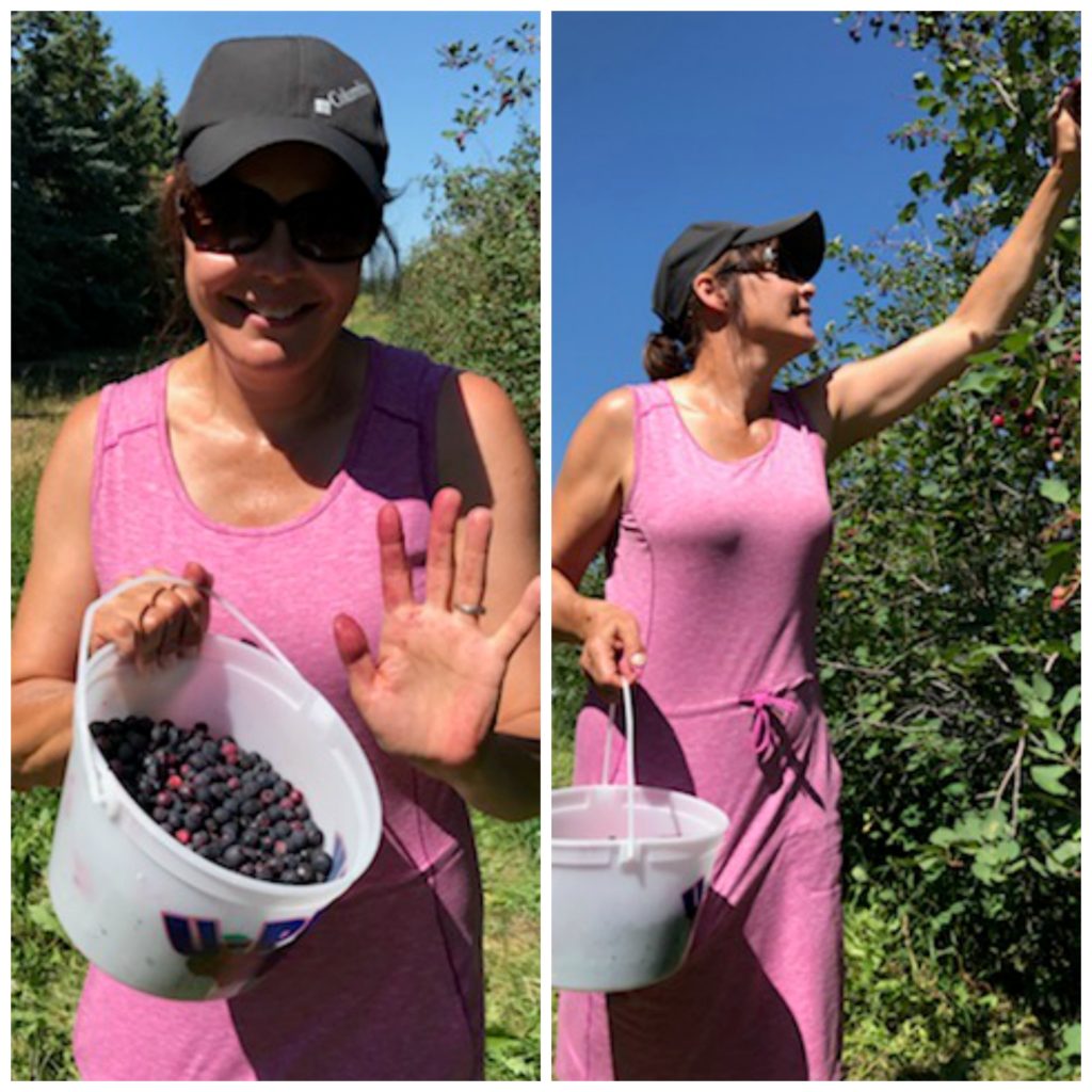 collage of me picking Saskatoon berries