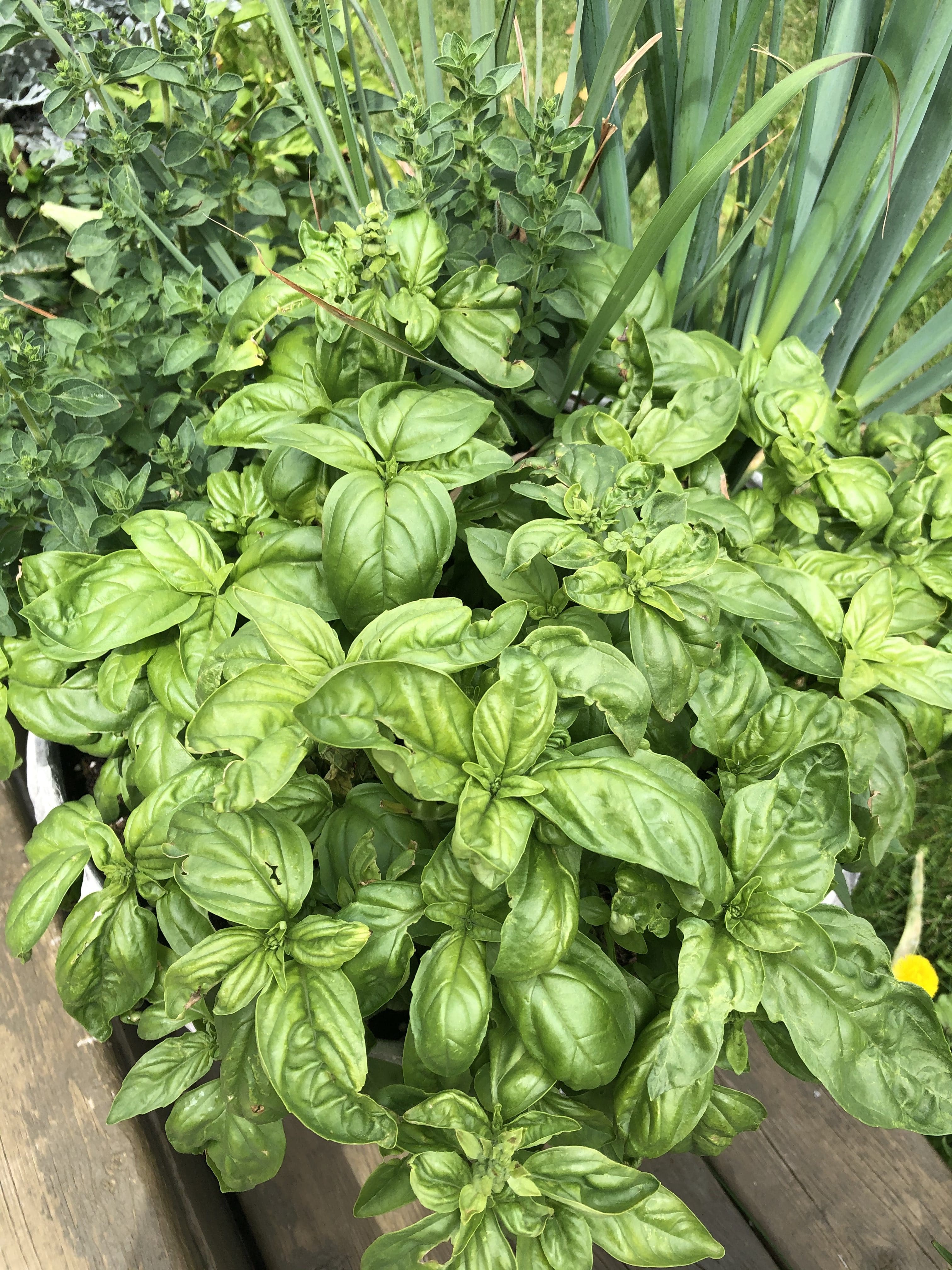 fresh basil in a pot with other herbs