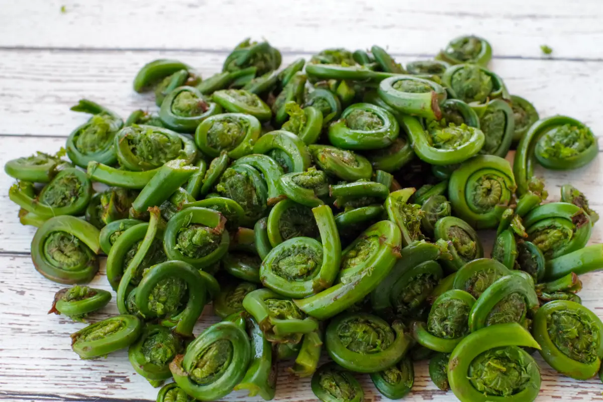 washed, raw fiddleheads piled on a white faux wood surface
