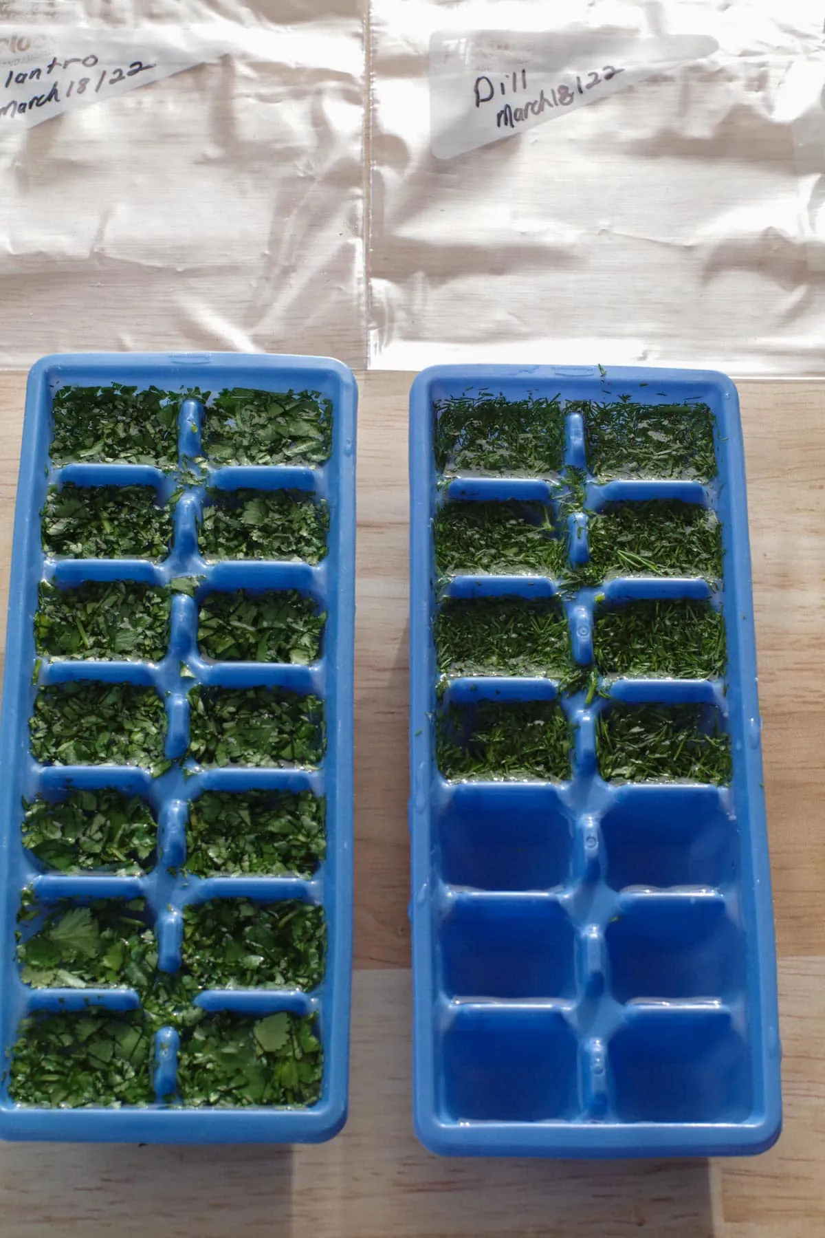 herbs in ice cubes trays filled with water and 2 labelled freezer bags in the background