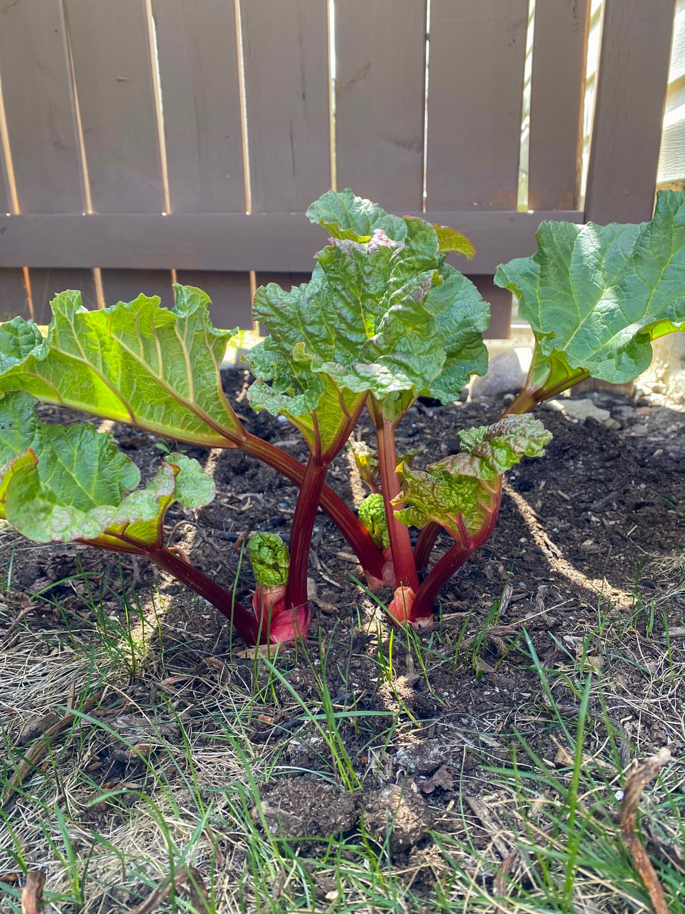 rhubarb plant by a fence