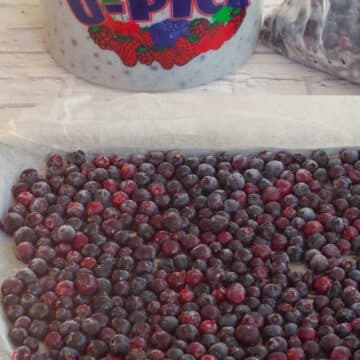 Frozen Saskatoon berries on a parchment lined baking sheet, with a bucket and ziploc bags with Saskatoons in the background