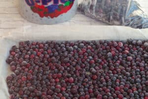 Frozen Saskatoon berries on a parchment lined baking sheet, with a bucket and ziploc bags with Saskatoons in the background