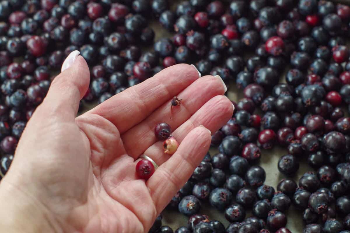 hand holding bad, unripe, mushy berries