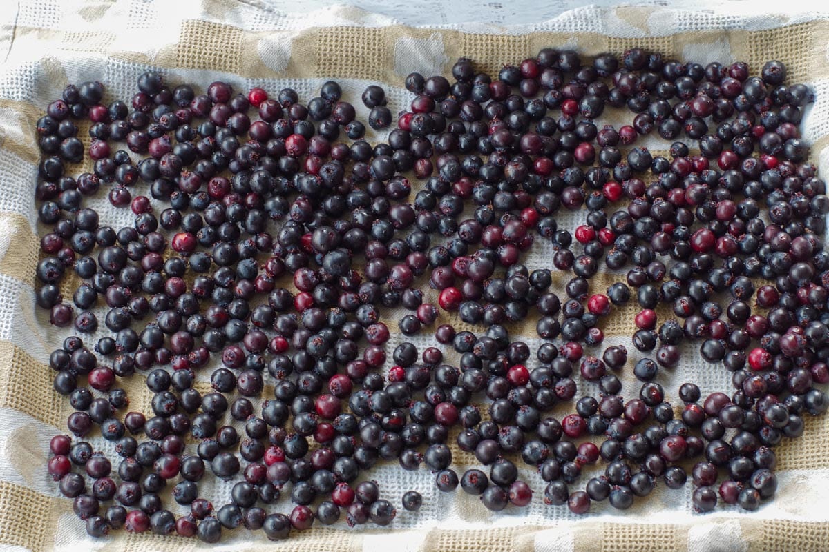 saskatoon berries on a tea towel lined baking sheet