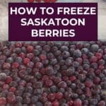 Frozen Saskatoon berries on a parchment lined baking sheet, with a bucket and ziploc bags with Saskatoons in the background